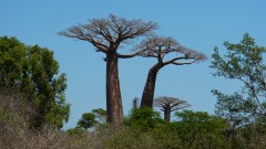 Madagaskar copyright piotr nogal 20191016_115449