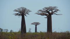 Madagaskar copyright piotr nogal 20191016_125205