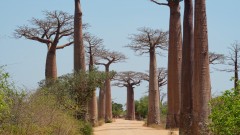 Madagaskar copyright piotr nogal 20191016_130528