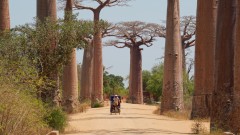 Madagaskar copyright piotr nogal 20191016_130813