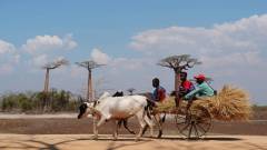 Madagaskar copyright piotr nogal 20191016_133618