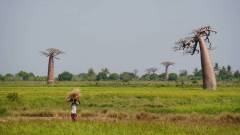 Madagaskar copyright piotr nogal 20191016_135813