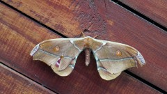 Madagaskar copyright piotr nogal 20191022_101424 Madagaskar copyright piotr nogal 20191022_101424