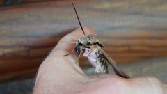 Madagaskar copyright piotr nogal 20191022_101754 Madagaskar copyright piotr nogal 20191022_101754