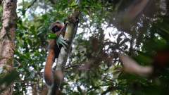 Madagaskar copyright piotr nogal 20191022_144912 Madagaskar copyright piotr nogal 20191022_144912