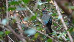 Madagaskar copyright piotr nogal 20191022_150108 Madagaskar copyright piotr nogal 20191022_150108