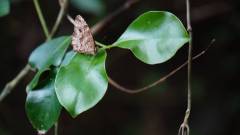 Madagaskar copyright piotr nogal 20191022_150839 Madagaskar copyright piotr nogal 20191022_150839