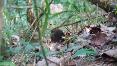 Madagaskar copyright piotr nogal 20191022_152902 Madagaskar copyright piotr nogal 20191022_152902