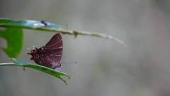 Madagaskar copyright piotr nogal 20191022_160825 Madagaskar copyright piotr nogal 20191022_160825