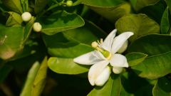 Madagaskar copyright piotr nogal 20191024_075031 Madagaskar copyright piotr nogal 20191024_075031