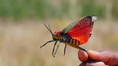 Madagaskar copyright piotr nogal 20191025_111503 Madagaskar copyright piotr nogal 20191025_111503