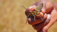 Madagaskar copyright piotr nogal 20191025_111518 Madagaskar copyright piotr nogal 20191025_111518