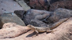 Madagaskar copyright piotr nogal 20191025_115507 Madagaskar copyright piotr nogal 20191025_115507