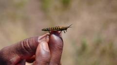 Madagaskar copyright piotr nogal 20191025_130140 Madagaskar copyright piotr nogal 20191025_130140