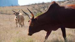 Madagaskar copyright piotr nogal 20191025_145713 Madagaskar copyright piotr nogal 20191025_145713