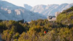 Madagaskar copyright piotr nogal 20191026_062131 Madagaskar copyright piotr nogal 20191026_062131