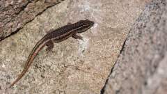 Madagaskar copyright piotr nogal 20191026_070820 Madagaskar copyright piotr nogal 20191026_070820