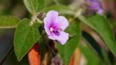 Madagaskar copyright piotr nogal 20191026_080717 Madagaskar copyright piotr nogal 20191026_080717