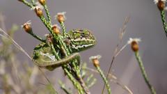 Madagaskar copyright piotr nogal 20191026_084030 Madagaskar copyright piotr nogal 20191026_084030