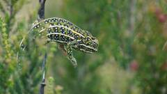 Madagaskar copyright piotr nogal 20191026_100822 Madagaskar copyright piotr nogal 20191026_100822