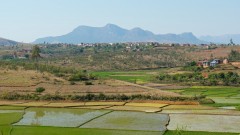 Madagaskar copyright piotr nogal 20191027_082528 Madagaskar copyright piotr nogal 20191027_082528