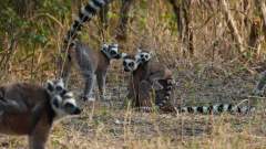 Madagaskar copyright piotr nogal 20191027_153625 Madagaskar copyright piotr nogal 20191027_153625