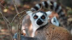 Madagaskar copyright piotr nogal 20191027_154353 Madagaskar copyright piotr nogal 20191027_154353