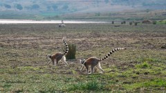 Madagaskar copyright piotr nogal 20191027_155344