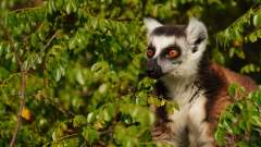 Madagaskar copyright piotr nogal 20191027_155512