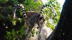 Madagaskar copyright piotr nogal 20191027_155909