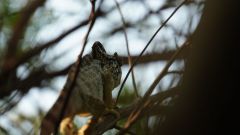 Madagaskar copyright piotr nogal 20191027_160310