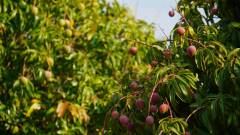 Madagaskar copyright piotr nogal 20191028_071354 Madagaskar copyright piotr nogal 20191028_071354