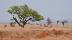 Madagaskar copyright piotr nogal 20191029_093115 Madagaskar copyright piotr nogal 20191029_093115