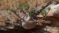 Madagaskar copyright piotr nogal 20191030_080732 Madagaskar copyright piotr nogal 20191030_080732