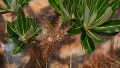 Madagaskar copyright piotr nogal 20191030_080809 Madagaskar copyright piotr nogal 20191030_080809