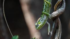 Madagaskar copyright piotr nogal 20191030_085510 Madagaskar copyright piotr nogal 20191030_085510