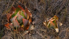 Madagaskar copyright piotr nogal 20191030_093913 Madagaskar copyright piotr nogal 20191030_093913