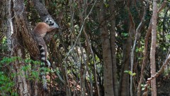 Madagaskar copyright piotr nogal 20191030_105409 Madagaskar copyright piotr nogal 20191030_105409