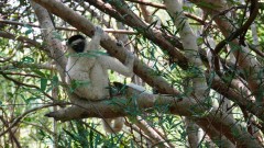 Madagaskar copyright piotr nogal 20191030_105926 Madagaskar copyright piotr nogal 20191030_105926