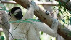 Madagaskar copyright piotr nogal 20191030_105942 Madagaskar copyright piotr nogal 20191030_105942