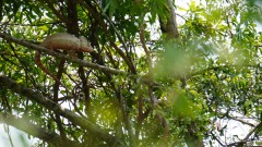 Madagaskar copyright piotr nogal 20191030_113554 Madagaskar copyright piotr nogal 20191030_113554