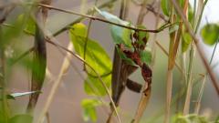 Madagaskar copyright piotr nogal 20191030_115340 Madagaskar copyright piotr nogal 20191030_115340