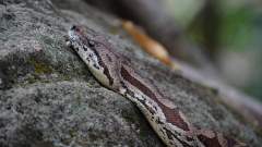 Madagaskar copyright piotr nogal 20191030_144650