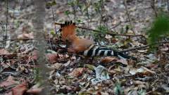 Madagaskar copyright piotr nogal 20191030_145148