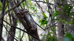 Madagaskar copyright piotr nogal 20191030_145841