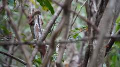 Madagaskar copyright piotr nogal 20191030_145943