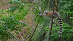 Madagaskar copyright piotr nogal 20191030_150843