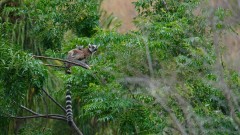 Madagaskar copyright piotr nogal 20191030_151038