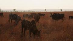 Madagaskar copyright piotr nogal 20191031_061737