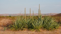 Madagaskar copyright piotr nogal 20191101_062046 Madagaskar copyright piotr nogal 20191101_062046